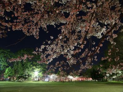 園中央芝生広場の緑