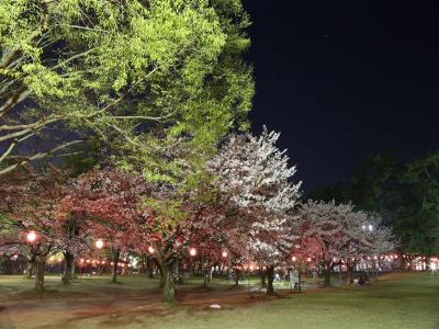 桜が提灯で赤く染まっています