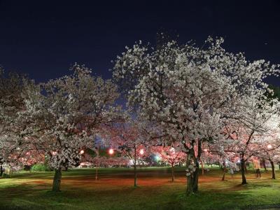 照明で変化する花の色