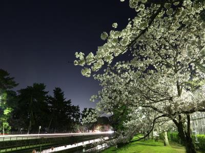 提灯が消えた後の白緑の花色