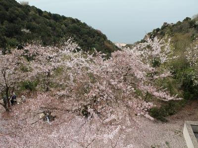 散った花のジュータン