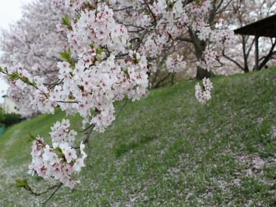 配水池周囲の花は、散り始め