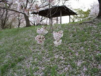 はなびらのピンクと緑