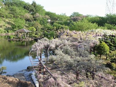 一部区間の藤が咲き始めました