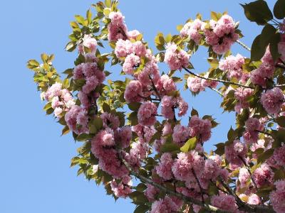 濃いピンクの八重桜