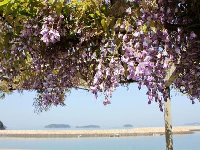 フジの花と濃地諸島