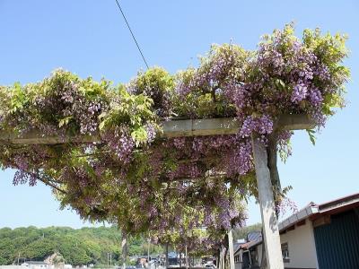 フジの葉と花房