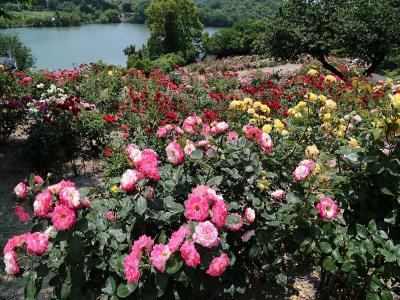 池のもう一段上のバラ園のバラ