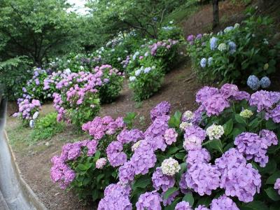 修景池の上段園路添いにまとまって咲いているアジサイ