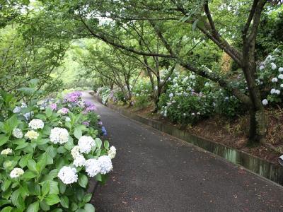 修景池東園路の両側のアジサイ